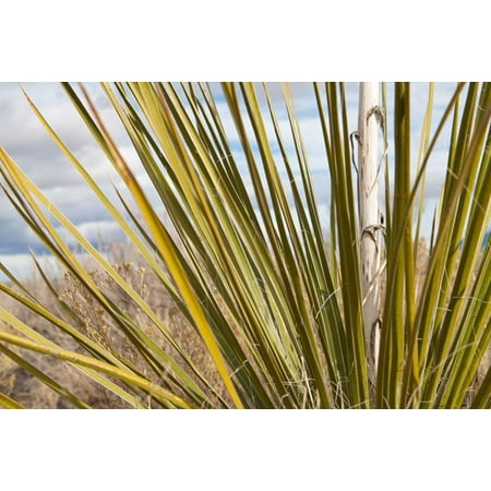 - Century Plant I, Fine Art Photograph By: Dana Styber; One 36x24in Fine Art Paper Giclee Print