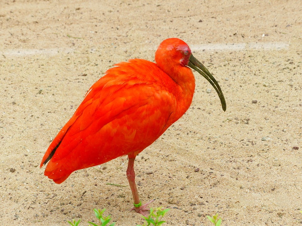Orange Red Bird Bright Red Colorful Scarlet Ibis12 Inch By 18 Inch Laminated Poster With Bright