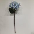 thumbnail image 1 of HYDRANGEE  BLEU, 1 of 3