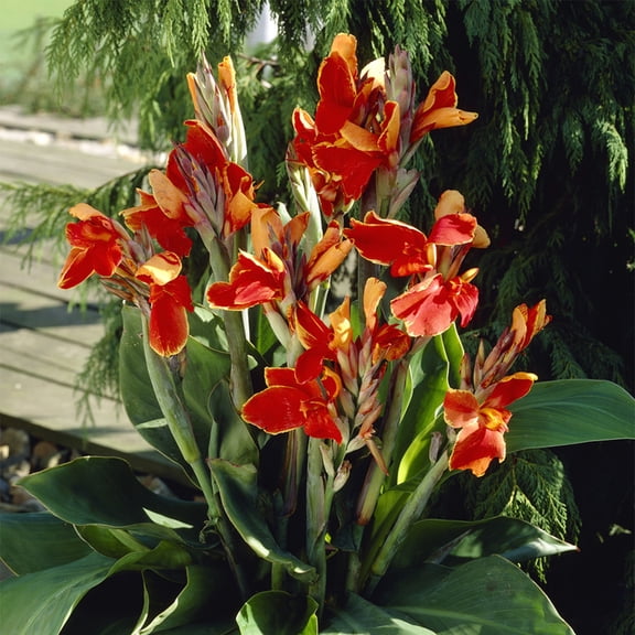 Van Zyverden Cannas Rosemond Cole Set of 5 Bulbs Multicolor Full Sun Easy to Grow