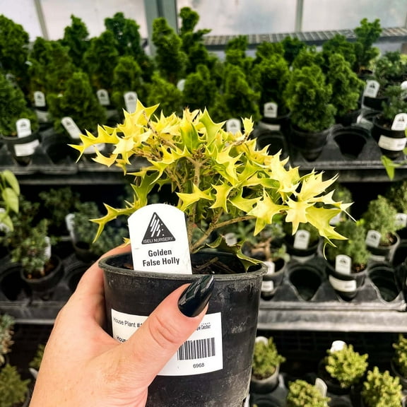 Ogon Japanese False Holly- Live Bonsai Starter Plant - 4" Growers Pot