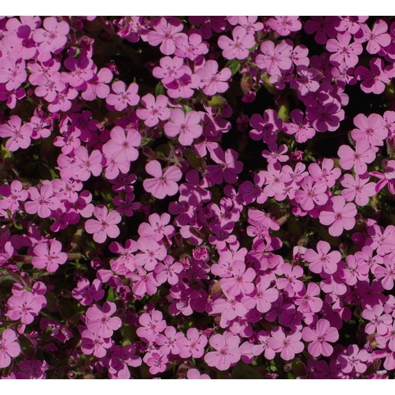 Soapwort Saponaria ocymoides Meadow Wildflowers Premium Seeds for Planting