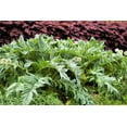 thumbnail image 3 of 25 CARDOON Cynara Cardunculus aka Artichoke Thistle Perennial Edible Vegetable Seeds, 3 of 11