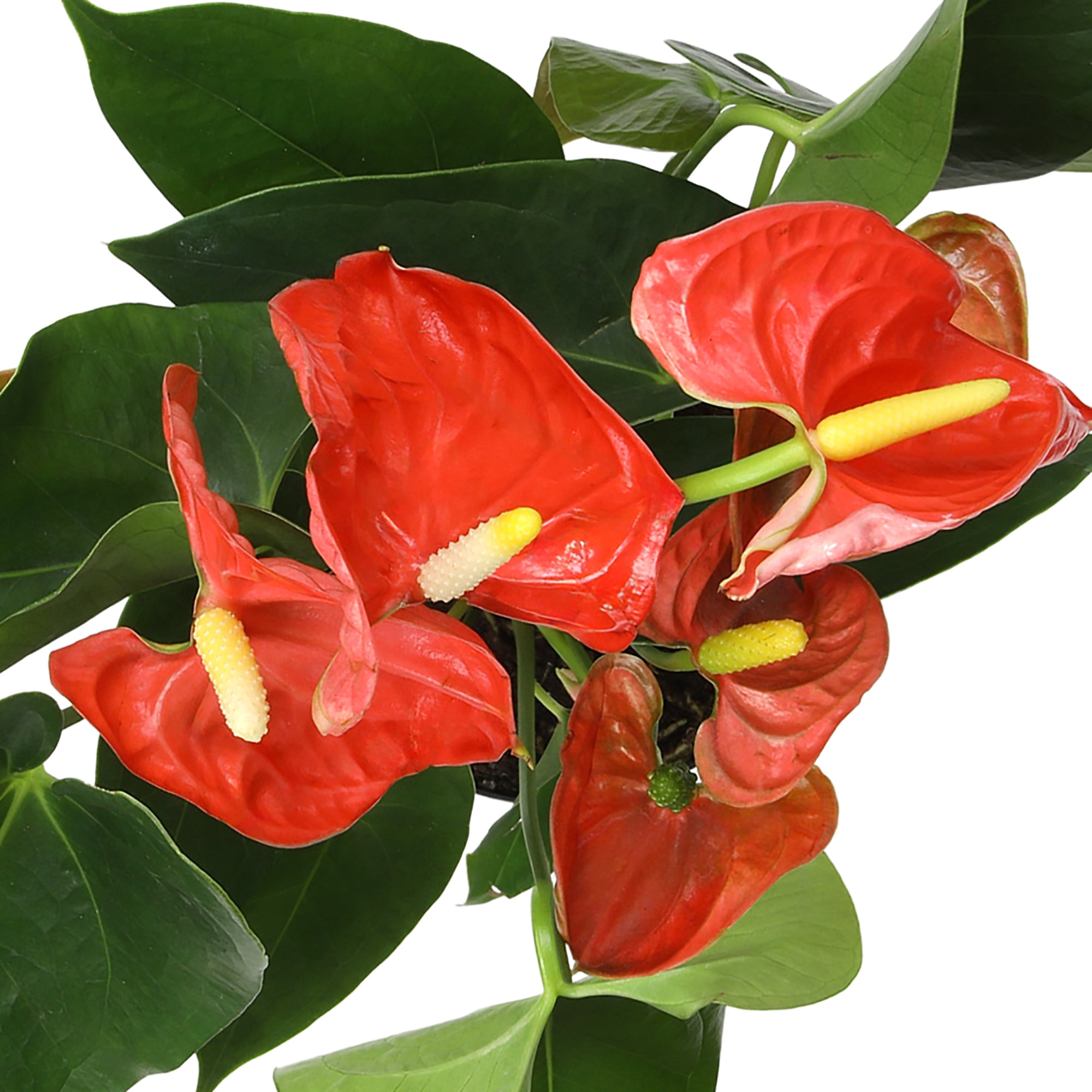 Altman Plants Orange Anthurium, 14-18" Tall Flamingo Flower, Air Purifying Easy Houseplant