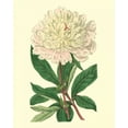 thumbnail image 2 of Edwards 12x14 Gold Ornate Wood Framed with Double Matting Museum Art Print Titled - Chinese Peony, 2 of 4