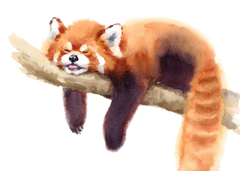 WM502670 24 in W x 17 in H Wallmonkeys Watercolor Sleeping Red Panda Wall Decal Peel and Stick Animal Graphics