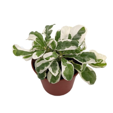 White Carpet St. Joseph's Coat Plant - Alternanthera ficoidea - 2.5" Pot