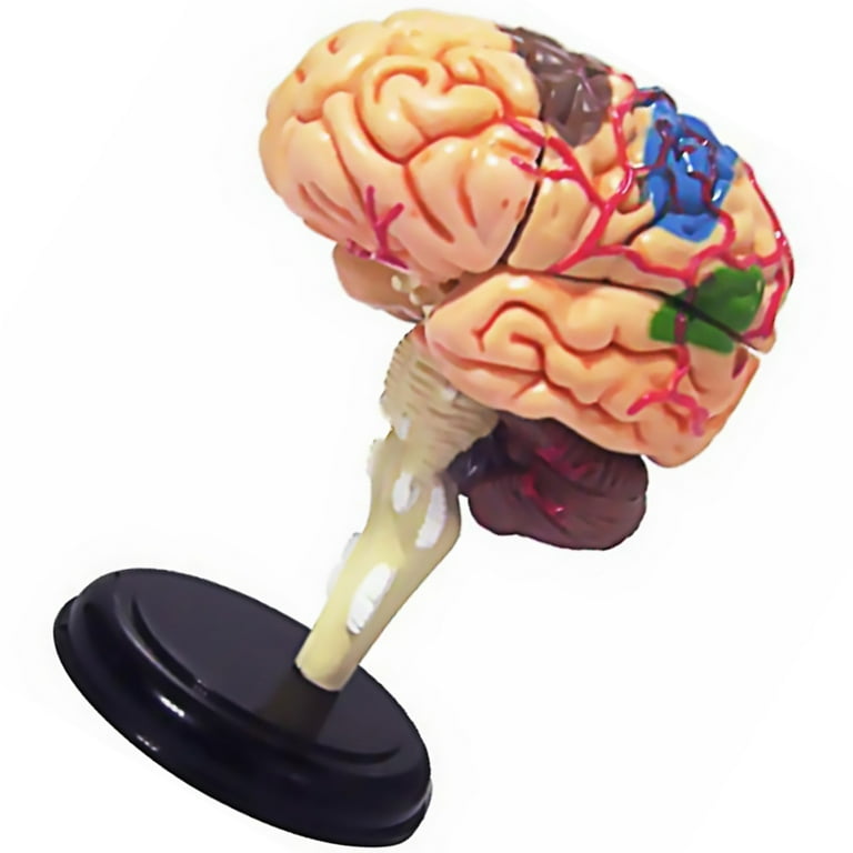 VEVOR Human Brain Model Anatomy 9-Part Model of Brain Life Size Human Brain  Anatomical Model W/Display Base & Color-Coded Artery Brain Teaching