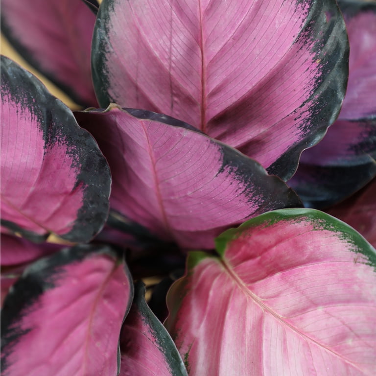 Element BY Altman Plants 4 Pack OF 4.25 inch Calathea Prayer Plants Live House Plants Kit, Calathea Plant Live Indoor Plants Live Houseplants, Live