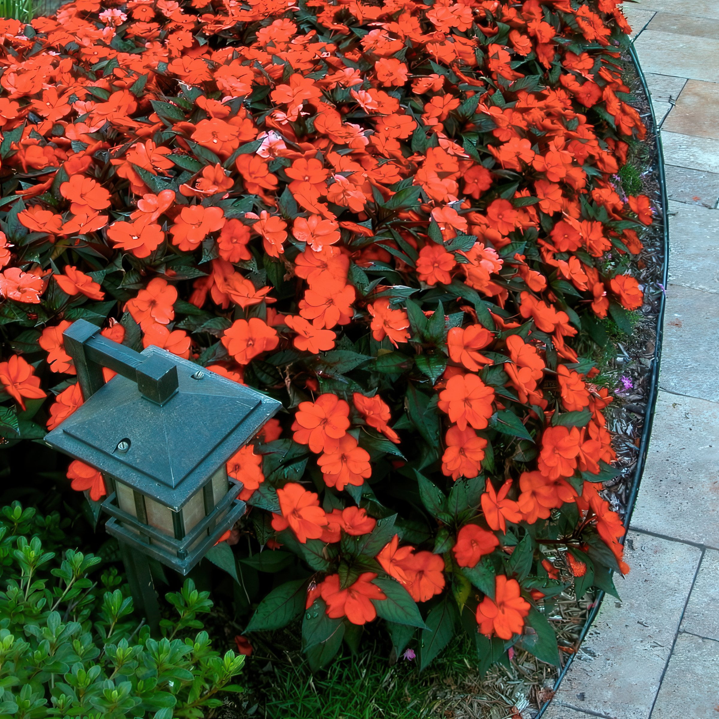 2.5 in. Sunpatiens Vigorous Corona Live Annual Plant with Orange-Red Flowers (6-Pack)