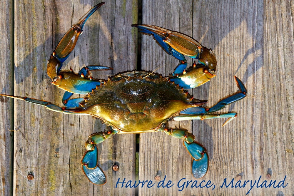 Havre De Grace, Maryland, Blue Crab on Dock (16x24 Giclee Gallery Art
