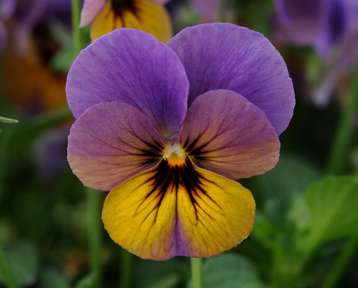 Celestial Twilight Hardy Violet Viola Shade Live Plant Quart