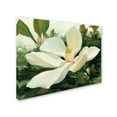 thumbnail image 2 of Trademark Fine Art 'Majestic Magnolia' Canvas Art by Julia Purinton, 2 of 3