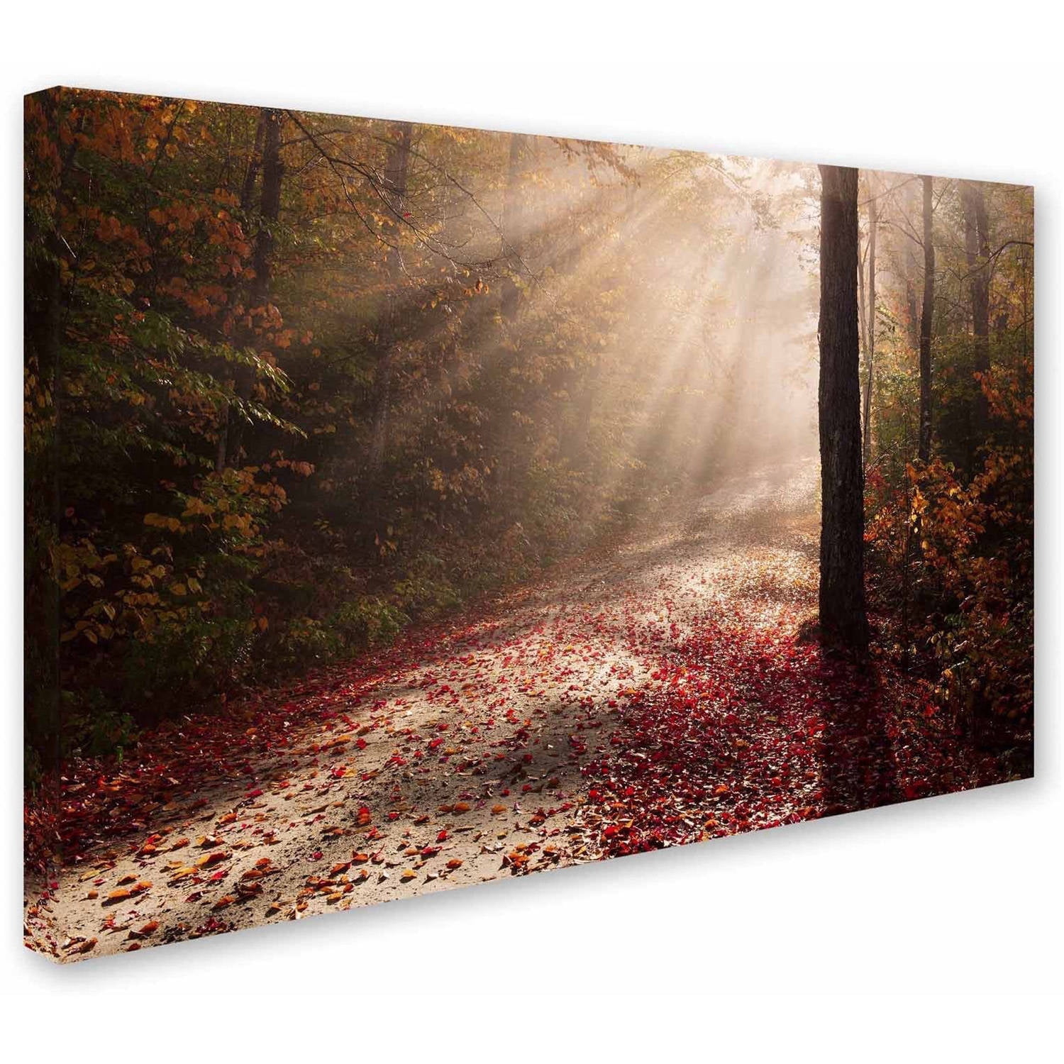 Trademark Fine Art 'Light in the Forest' Canvas Art by Michael Blanchette Photography