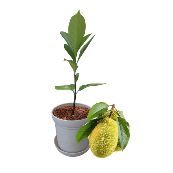 Jackfruit Live Plant, 4 - 6 Inches Tall, Tropical Fruit Tree Plant for Outdoor Gardening