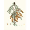 thumbnail image 3 of Aylmer Bourke Lambert 14x18 Black Modern Framed Museum Art Print Titled - Pine Douglasii - Trident-Bracted Fir. (1837), 3 of 5