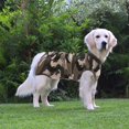 thumbnail image 4 of Traje de recuperación SAWMONG para perros después de la cirugía, camuflaje, tamaño grande, 4 of 6