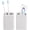 Light Gray, variant on Luxspire Toothbrush Holders 【2 Pack】, Fast Drying Toothbrush Holders for Bathroom, Diatomite Toothbrush Cups Electric Toothbrush and Toothpaste Holder for Bathroom Countertop, Marble