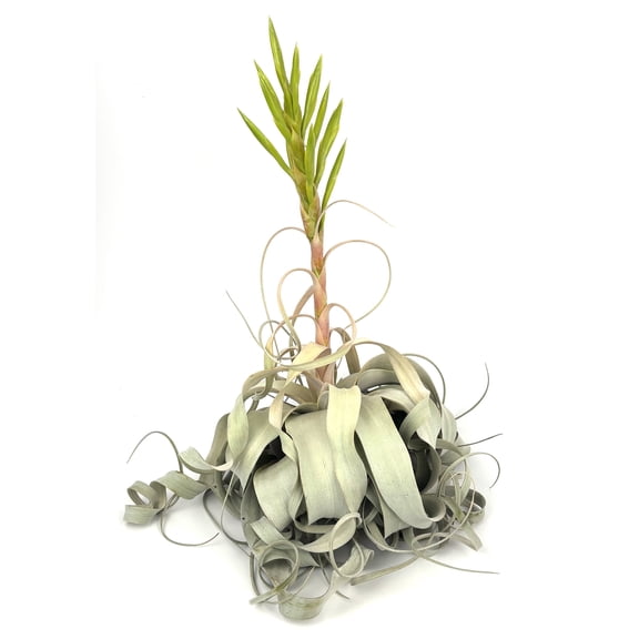 Tillandsia Xerographica XL 8"-12" Blooming Live Plant, Live Plants, Huge Flower, Curly Leaves