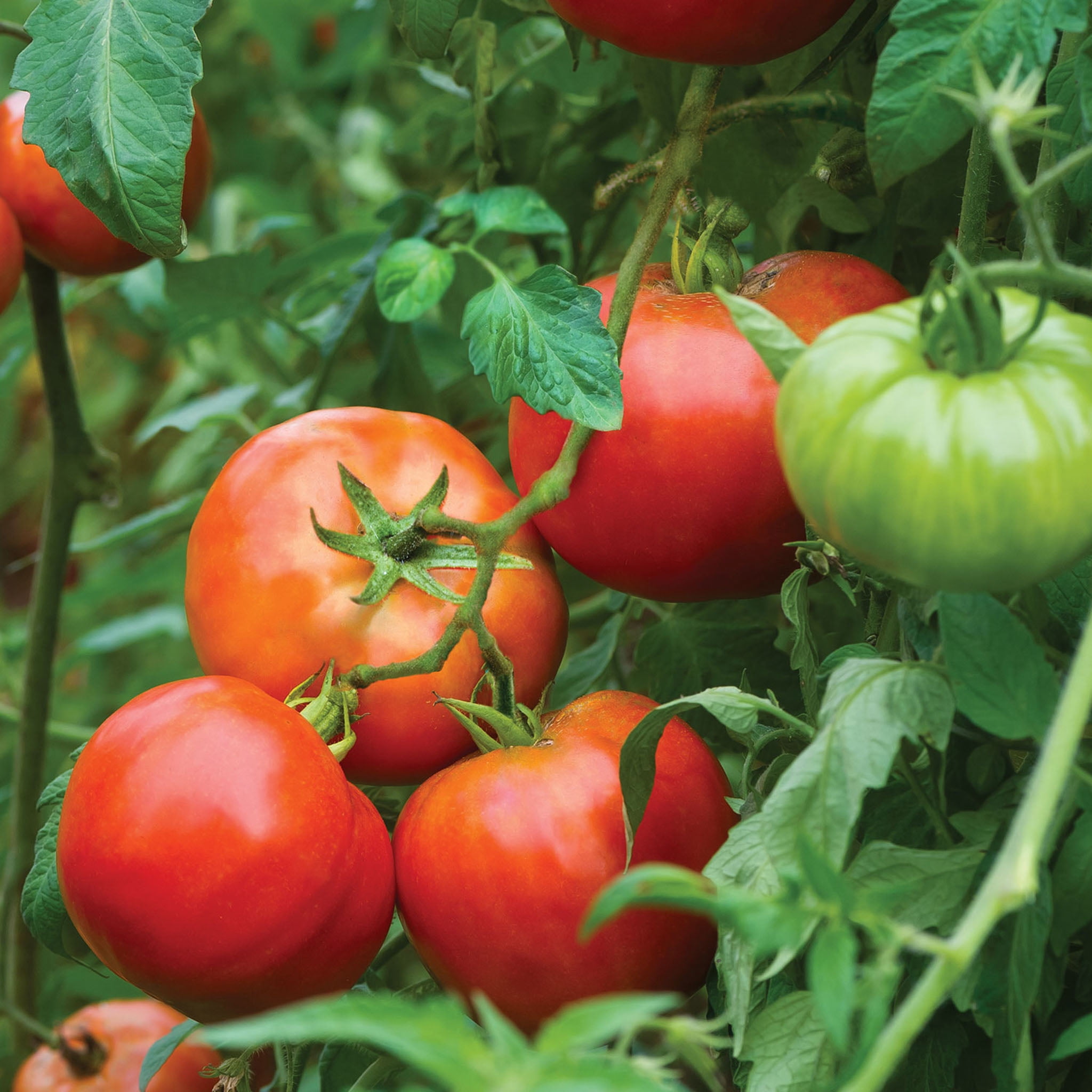 Burpee Big Daddy Hybrid Tomato, Plant Seeds for Home Garden