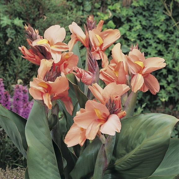Van Zyverden Cannas Tropical Sunrise Set of 5 Bulbs Pink Full Sun Deer Resistant