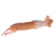 thumbnail image 4 of Modelo de gato sin pelo, simulación vívida, decoración educativa para el hogar, estatua de gato multiusos, 4 of 14