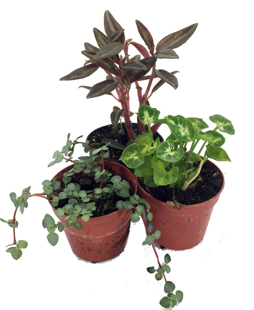 Terrarium & Fairy Garden Plants 3 Plants in 2" pots