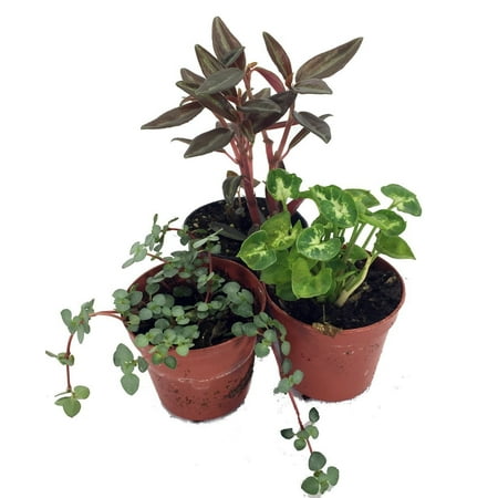 Terrarium & Fairy Garden Plants - 3 Plants in 2