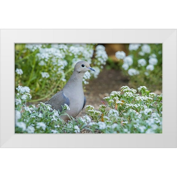Archer, Ken 14x10 White Modern Wood Framed Museum Art Print Titled - Mourning dove