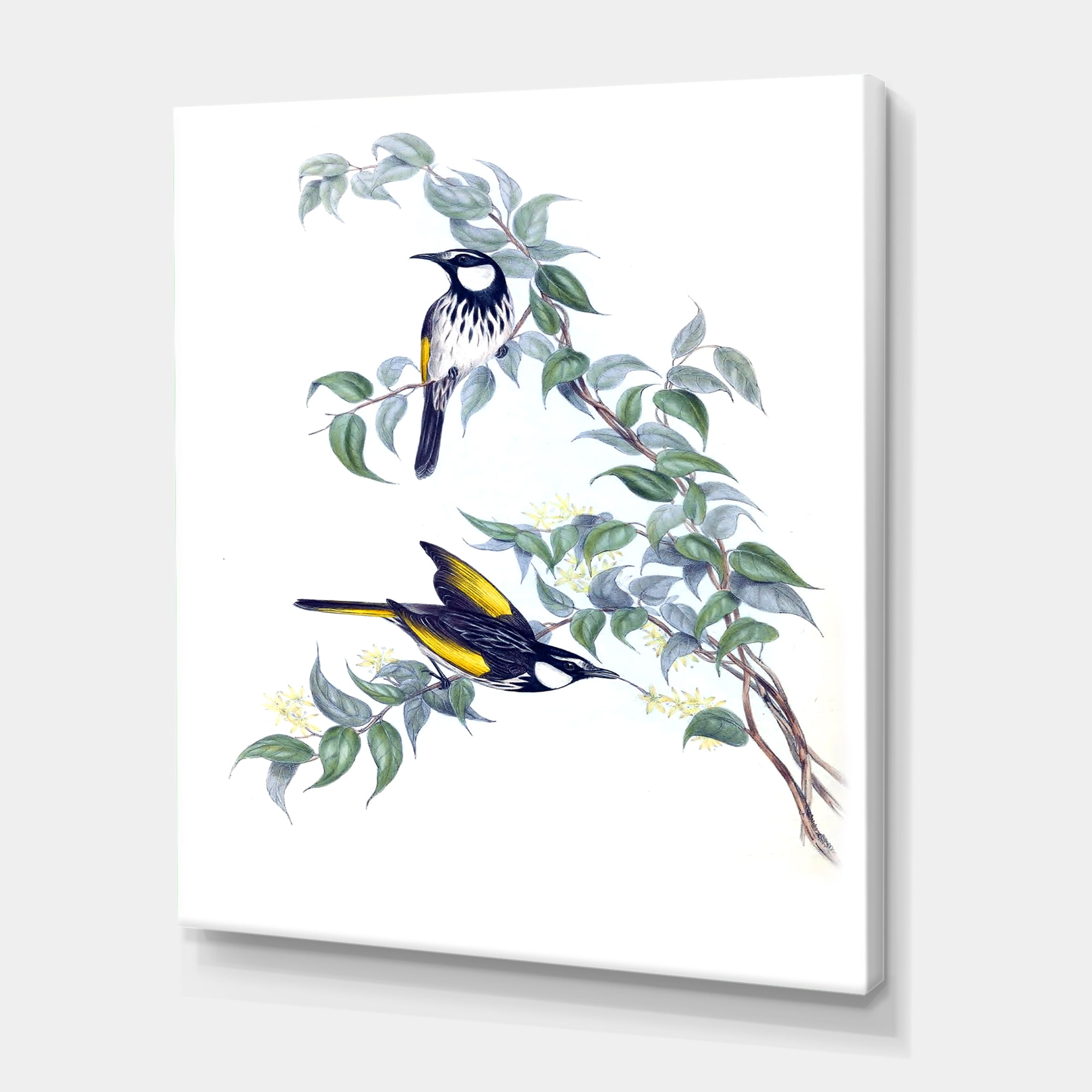 Ancient Australian Birds On A Branch 8 in x 12 in Painting Canvas Art Print, by Designart