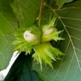 thumbnail image 2 of Hazelnut (Corylus) Dormant Bare Root Starter Nut Tree (1-Pack), 2 of 4