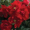 thumbnail image 4 of Heirloom Roses Rose Bush - Brick House Red Flowers - Floribunda Rose Plant, 4 of 5