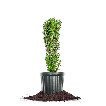 Perfect Plants Sky Pencil Holly 1 Gallon