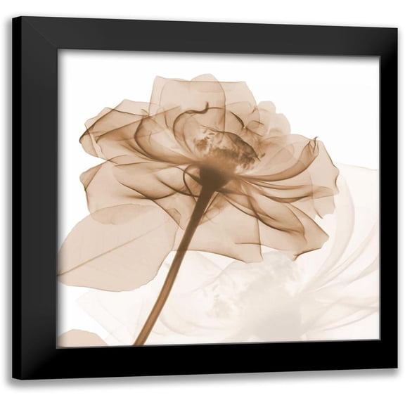 Koetsier, Albert 12x12 Black Modern Framed Museum Art Print Titled - Mocha Rose