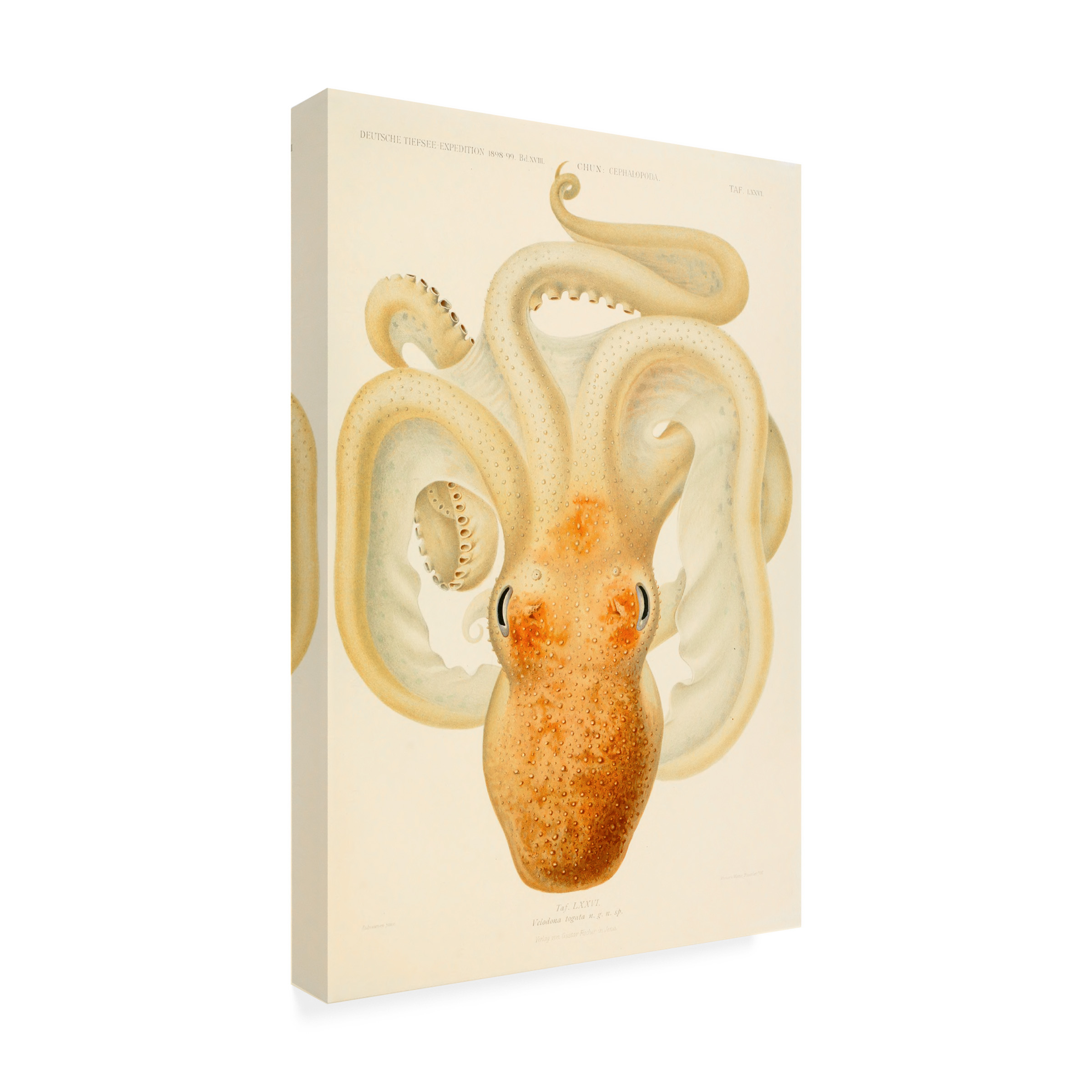 Print Collection 'Octopus' Canvas Art