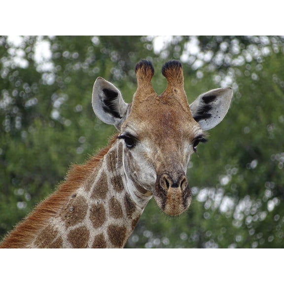 Giraffe Safari Wild Animals South Africa Animals-12 Inch By 18 Inch Laminated Poster With Bright Colors And Vivid Imagery-Fits Perfectly In Many Attractive Frames