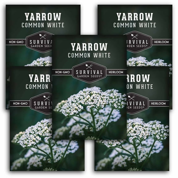 5 Packs White Yarrow Seeds Non-GMO Heirloom Perennial Full Sun Herb