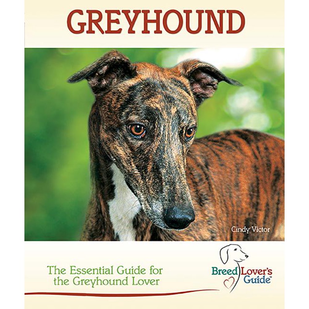 Greyhound