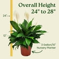 thumbnail image 4 of Tropical Plants of Florida 24" to 28" Spathiphylum Peace Lily; Partial Sunlight, White Flowers, Growers Planter, 4 of 7