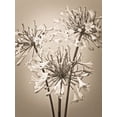 thumbnail image 2 of Frank, Assaf 12x14 Black Ornate Wood Framed with Double Matting Museum Art Print Titled - African Lilies, 2 of 4