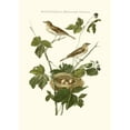 thumbnail image 2 of Nozeman 11x14 White Modern Wood Framed Museum Art Print Titled - Nozeman White Throat Blackberry, 2 of 4