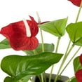 thumbnail image 5 of Northlight Anthurium Spring Floral Artificial Plant in a Square Pot - 12" - Red, 5 of 5