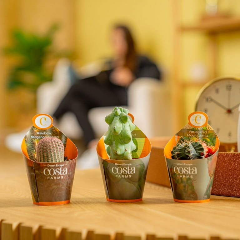 Costa Farms 3" Assorted Premium Cactus Live House Plants in 2" Grower Pot 3  (Count) - Walmart.com