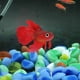 thumbnail image 4 of Decoración de tanque de peces de acuario Betta con efecto brillante suave de silicona artificial (rojo), 4 of 5