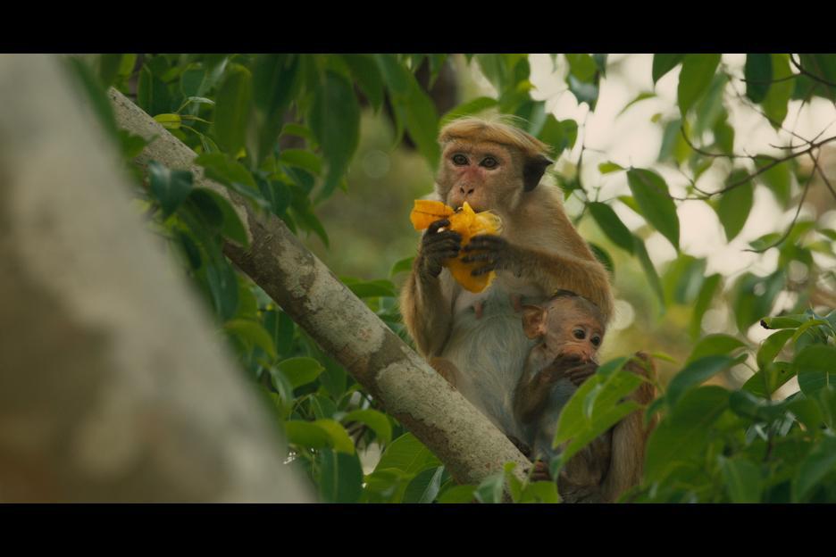 DisneyNature: Monkey Kingdom (Blu-ray + DVD + Digital HD) - image 3 of 5