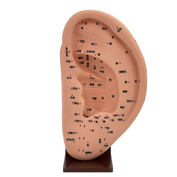 Medical Human Ear Massage Acupuncture Model PVC Ear Reflexology Acupoint Model