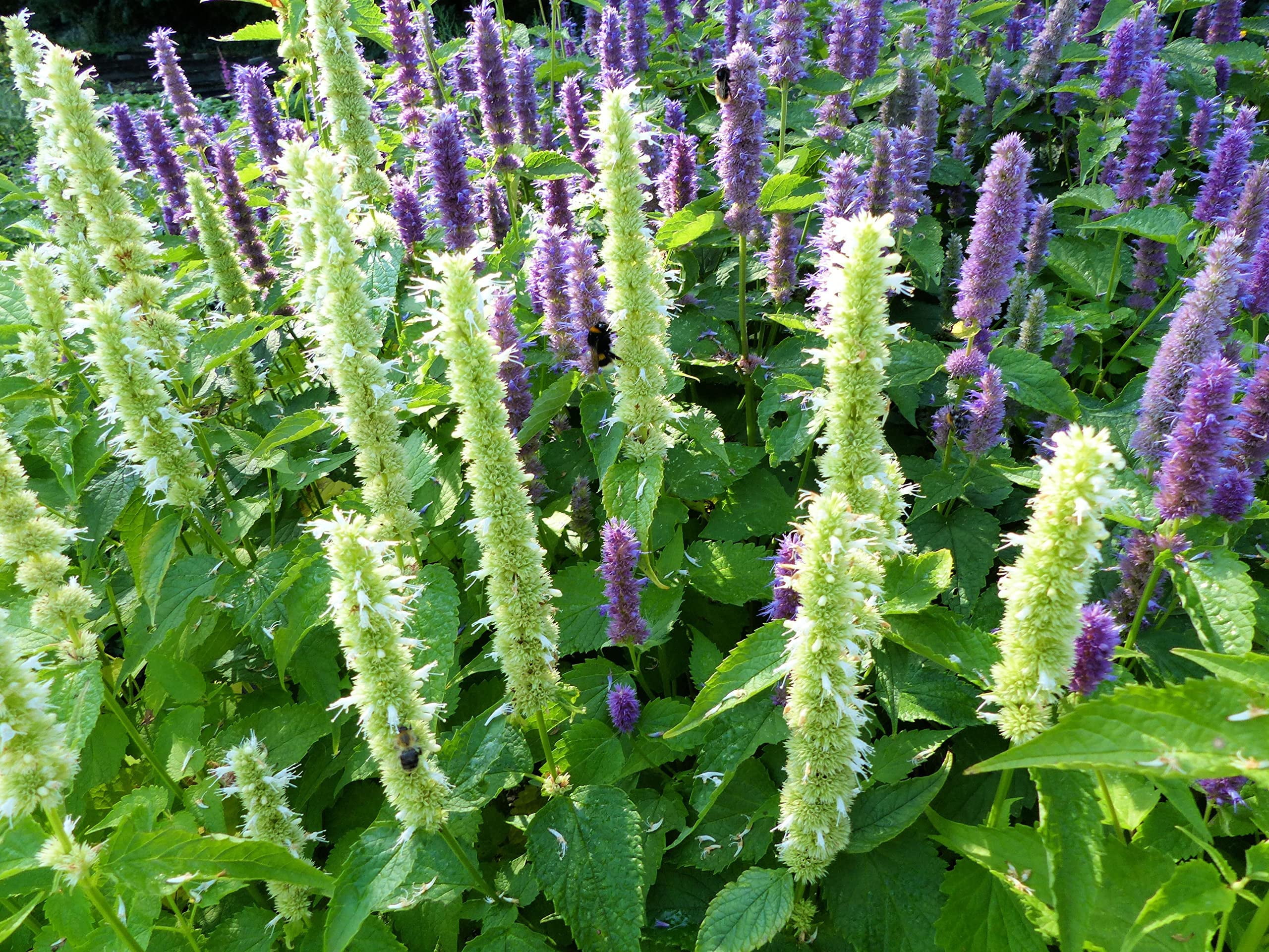 Purple Giant Hyssop Seeds for Planting (500 Seeds) Stunning Wildflowers