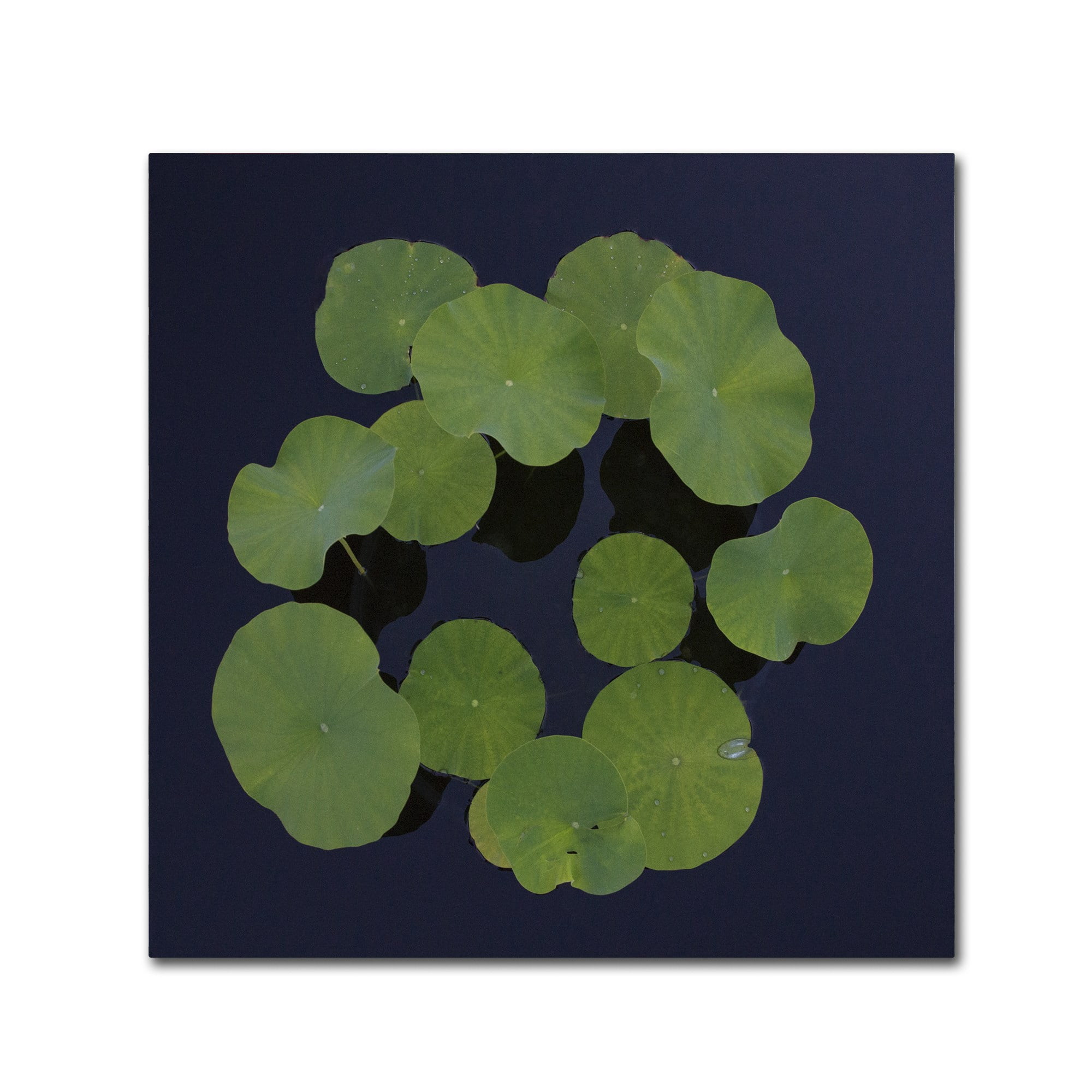 Trademark Fine Art "Giant Lily Pad Abstract" Canvas Art by Kurt Shaffer