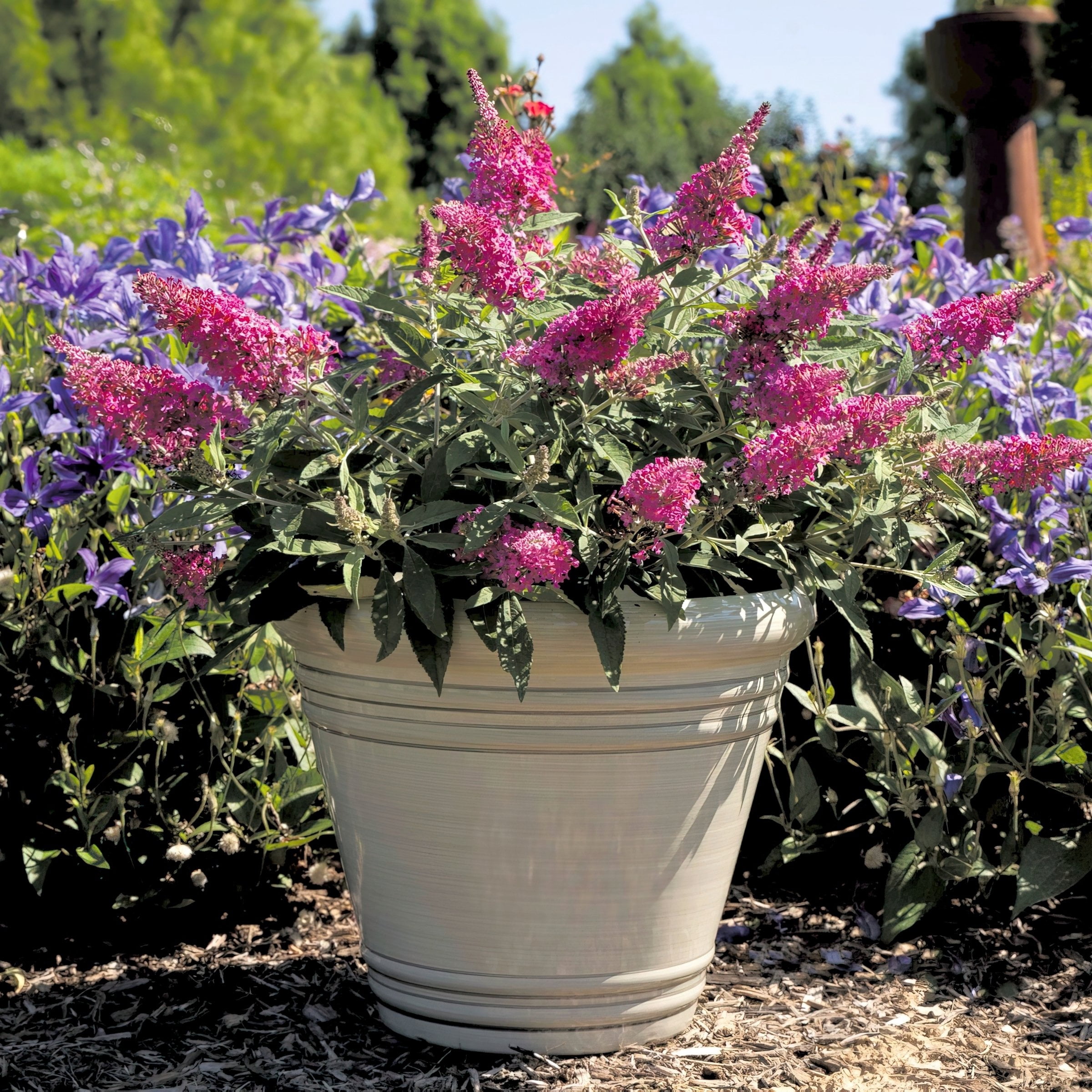 4 in. Buddleia Dapper Pink Live Shrub with Pink Flowers (3-Pack)