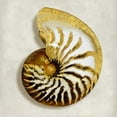 thumbnail image 2 of Kelly, Caroline 20x20 Black Ornate Wood Framed with Double Matting Museum Art Print Titled - Golden Ocean Gems on Ivory II, 2 of 4
